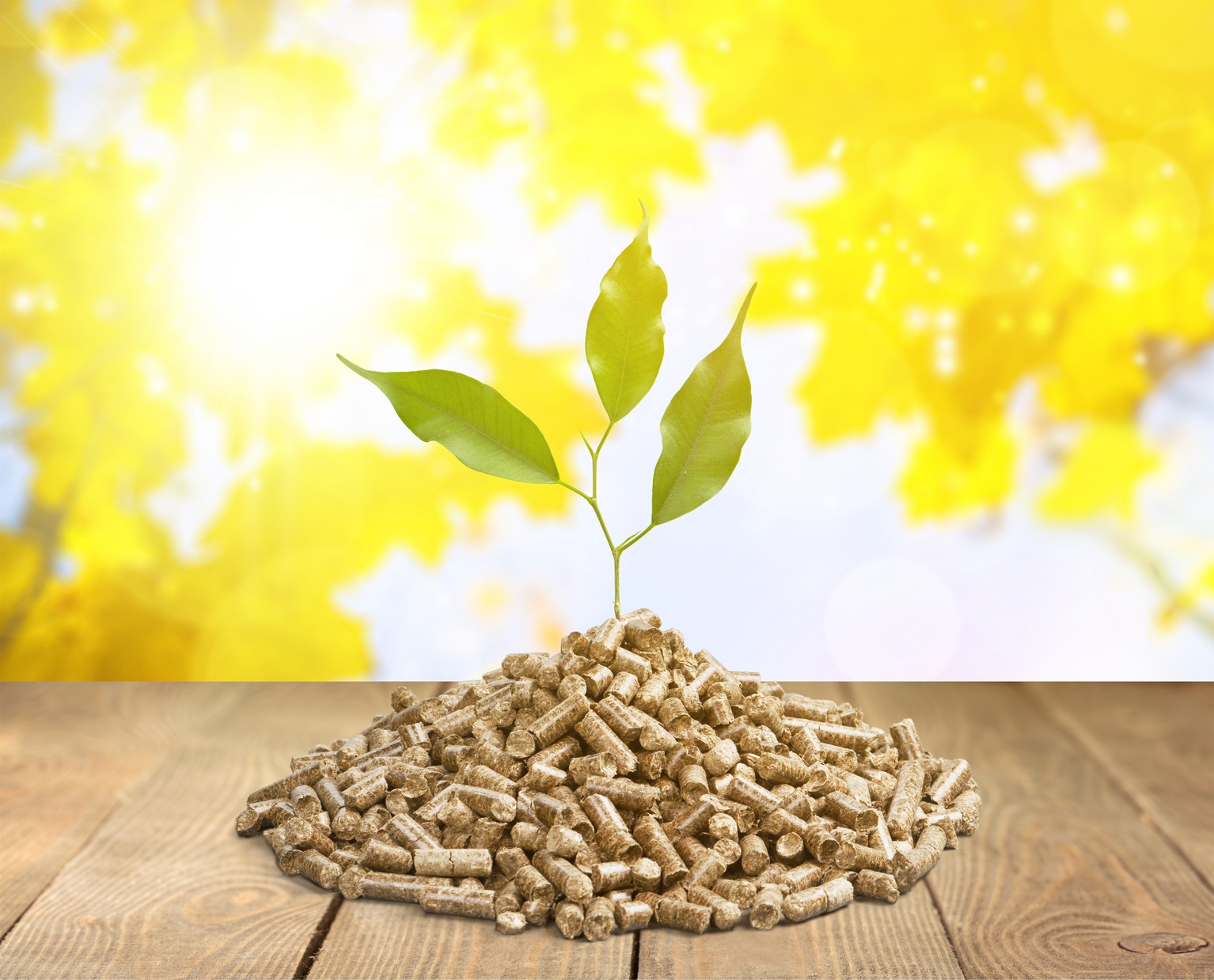 The Oil and Biofuel Industries, and the Projected Scenario for 2050