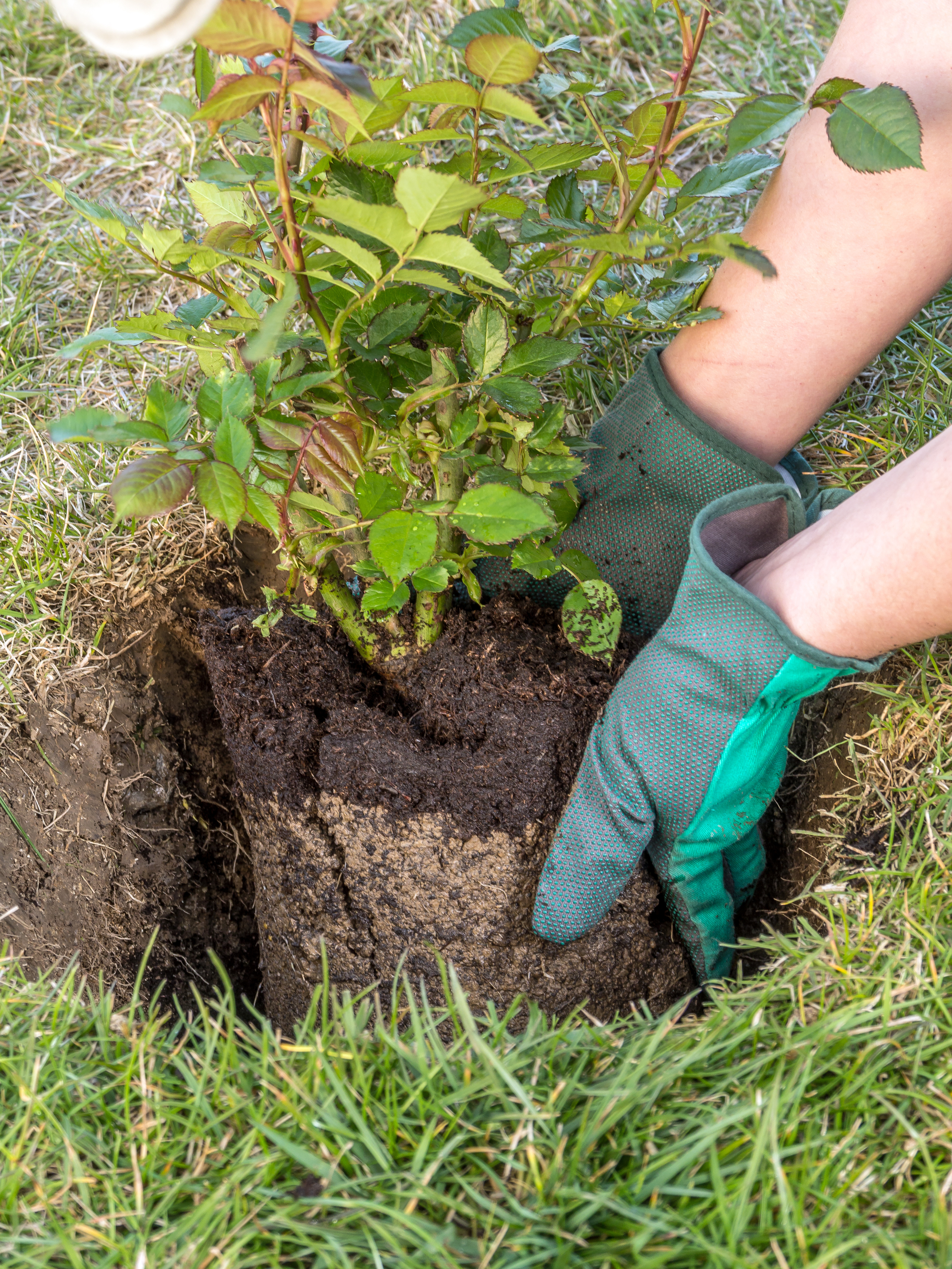 Operaciones Generales de Jardinería